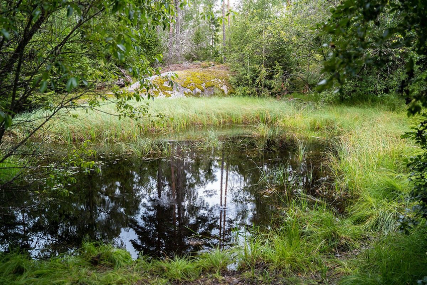 bilde av tjern i skogen