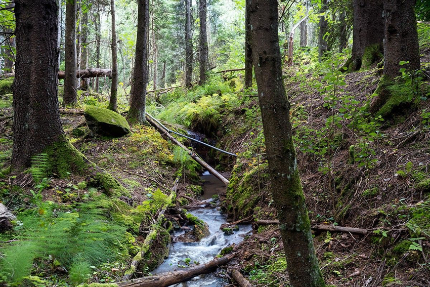 bilde av bekk i skogen