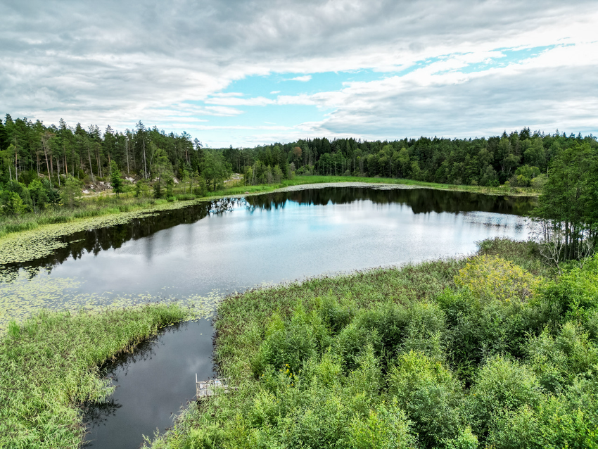 vann i skog