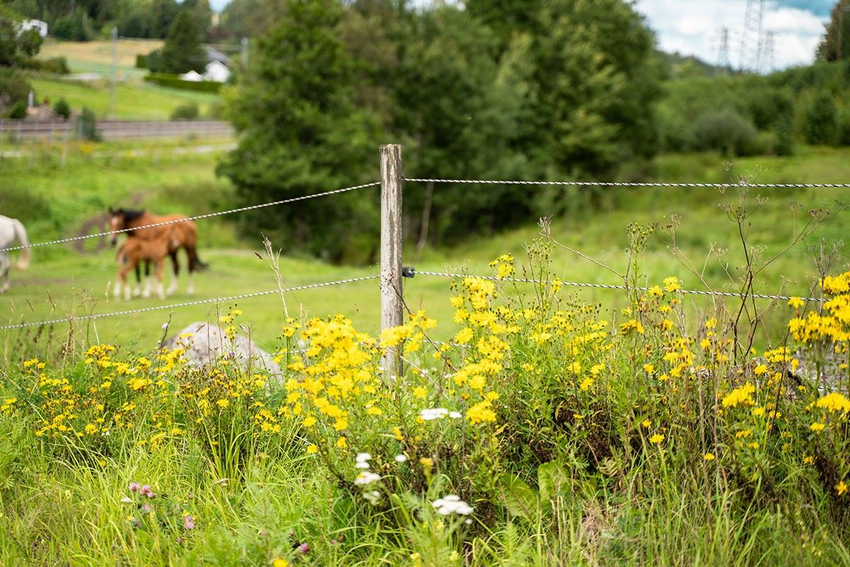 bilde av et enkelt strømgjerde