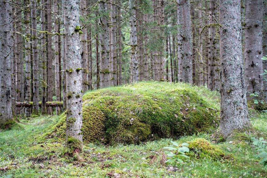 bilde av liten kolle