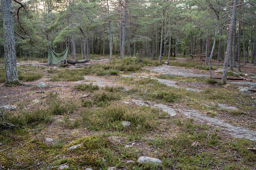 Bilde av åpent område i skogen