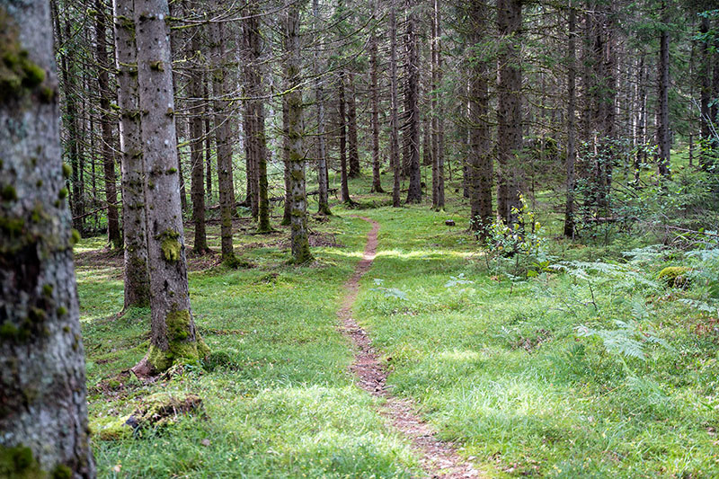 Foto av en sti i skog