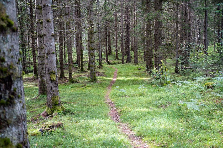 Bilde av en sti i skogen