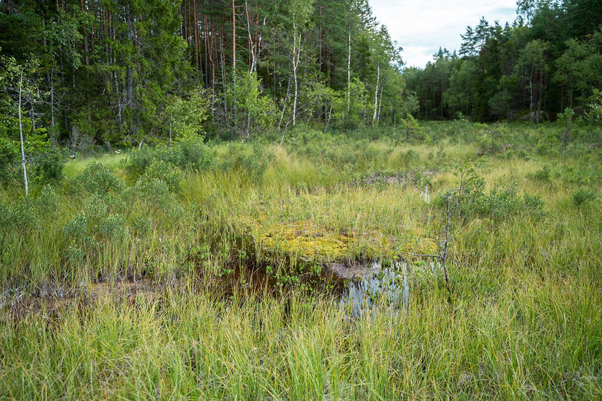 Foto av en upasserbar myr